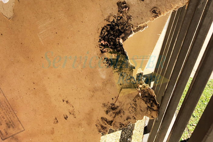 You are currently viewing Types of Mold You Can Find in Your Home
